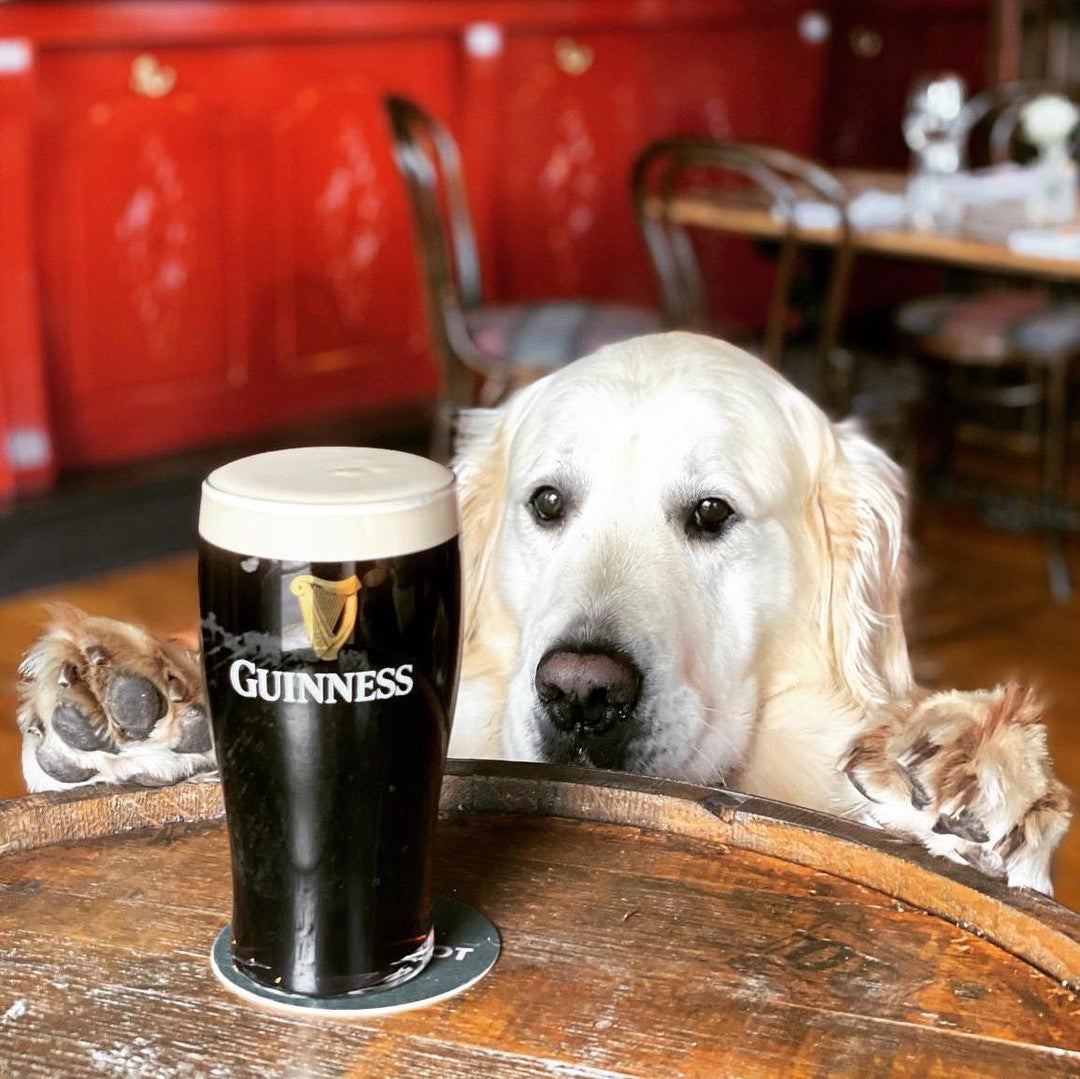 Dublin’s Best DogFriendly Restaurants, Pubs & Cafés